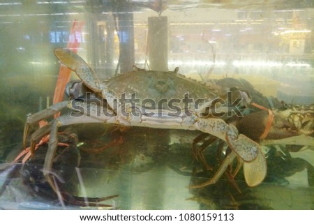 crab in aquarium
