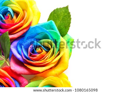 Amazing rainbow rose flowers on color background