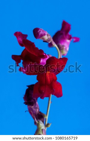 Red macro flower on blue background. Shallow depth of field.