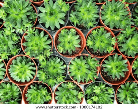 close up top view of fresh green succulents or cactus in orange and grey round pot plants for sale at tree market 