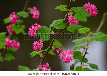 Pink Wild Flowers Blooming Green Leaves Grass Forest Spring