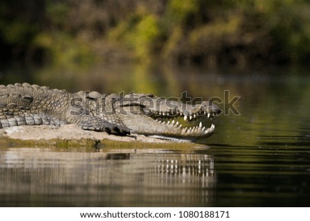 Crocodile in river bank