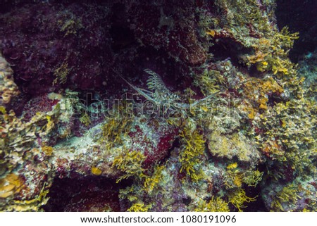 Panulirus argus hidding in a reef crevace