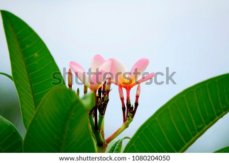  Selective focus close up Plumeria flower with green leaf background.