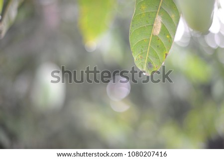 Green leaves on white background after raining.