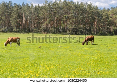 a green glade on which to graze cows close up