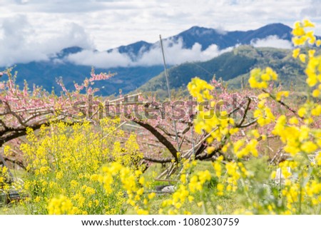 Rape flowers and peach blossoms