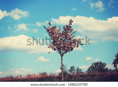 Tree with purple flowers and the beautiful blue sky as a Background