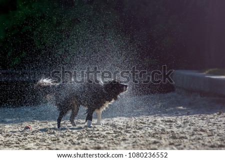 Black and white Border Collie shaking off water on the beach