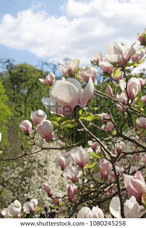 Spring in the botanical city garden. Magnolia blossom season in april 2018.