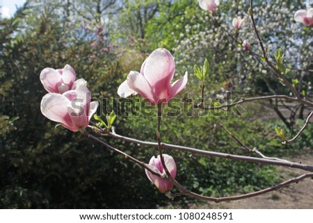 Beautiful magnolia flowers bathing in sunlight on a spring sunny day