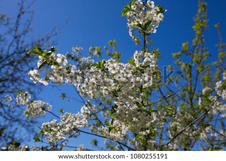 Cherry plum tree blossom. Blooming tree branch on the sunny spring day. Real natural photo on the blue sky background.