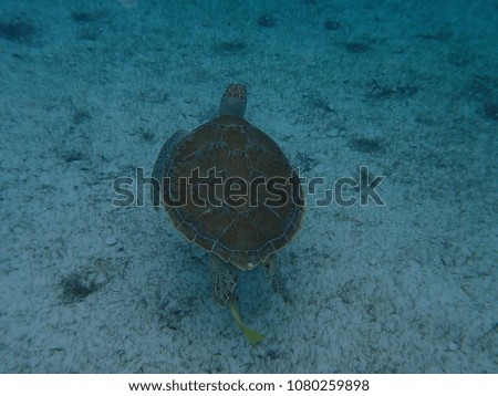 Beautiful wild and free sea turtle in the Bahamas