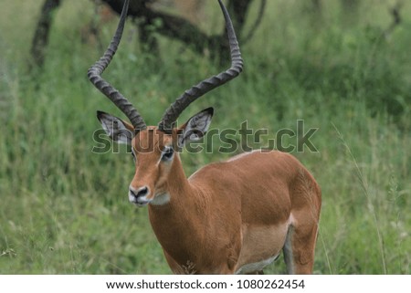 Male Impala in Serengeti national park Tanzania in April during the rainy season 