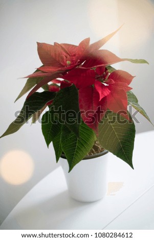 Christmas red flower punch pot in a pot on a white table