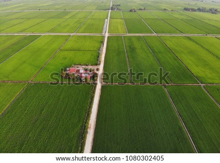 Aerial view of green paddy field in Sekinchan, Selangor