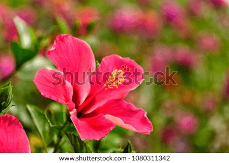 Macro photo of a single red chaba flower (Scientific name is Hibiscus rosa-sinensis) with yellow colored pollen and green leaves on blurred background of many flowers in garden