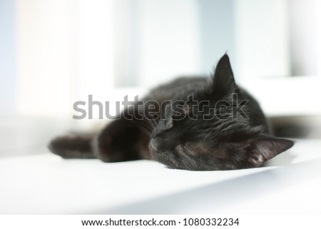 portrait of a sleeping black cat