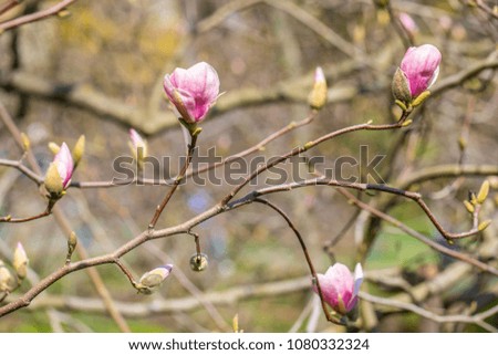 Beautiful pink magnolia bud on a bokeh background over blue sky