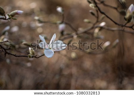 Flower Magnolia flowering against a background of flowers. Nature background