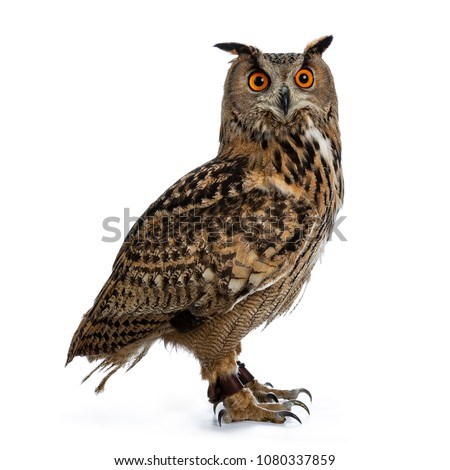 Turkmenian Eagle owl  bubo bubo turcomanus sitting side ways isolated on white background looking over shoulder in lens