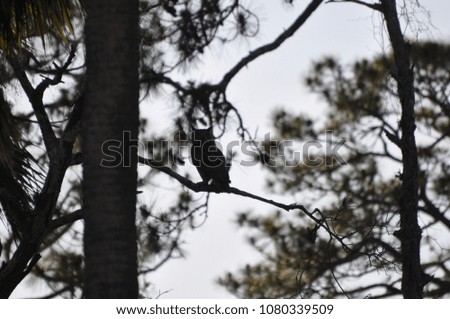 A silhouette-style picture of a Florida great horned owl.