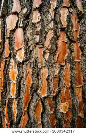photo of relief texture of the bark of pine