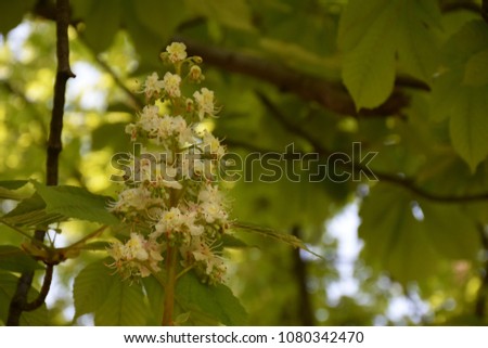 beautiful flowers on a tree,