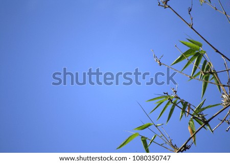 Bamboo leaf with blue sky background