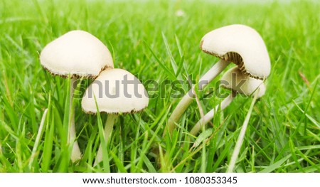 Little Mushroom On Grass