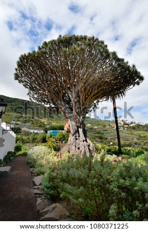 Spain, Canary Islands, Tenerife, oldest dragon tree named Drago Milenario in Icod de los Vinos