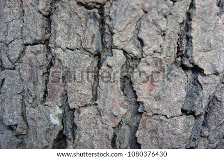 Background blue and grey bark