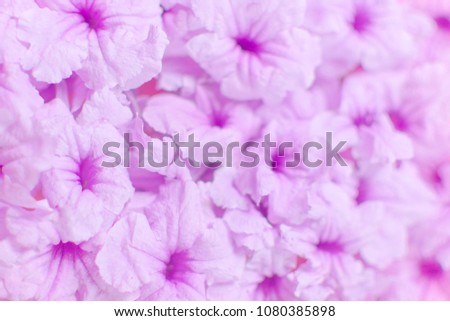 Beautiful texture background of rose pink flower, Abstract romantic tropical flower on soft pastel for card. Greeting card with violet flowers pattern. Soft focus of Toi Ting, Popping pod or Waterkanu