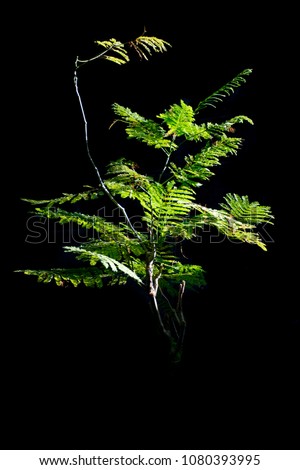 Tree and Leaves bright black background vertical