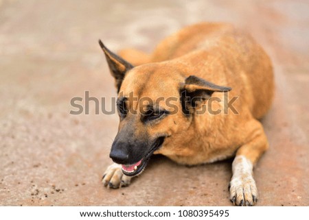  portrait of dog