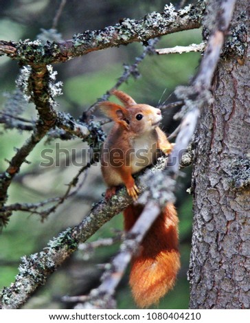 orange squirrel is sitting on a branch in the forest