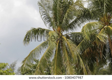 Coconut palms on the beach. Wind and clouds.
