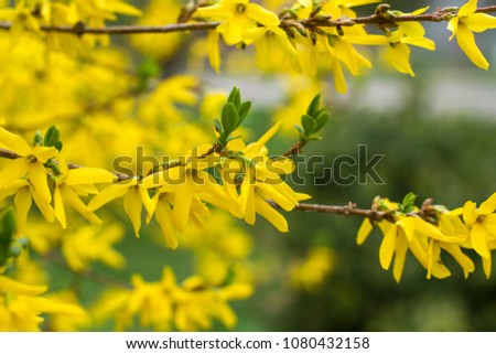 Border forsythia is an ornamental deciduous shrub of garden origin.Forsythia flowers in front of with green grass and blue sky. Golden Bell, Border Forsythia (Forsythia x inter Royalty-Free Stock Photo #1080432158
