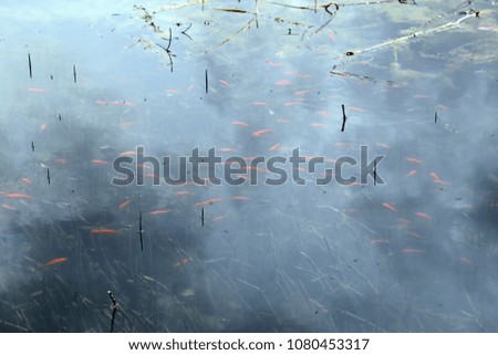 red ornamental fish in the sea.