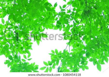 The green leave on white background in the garden.