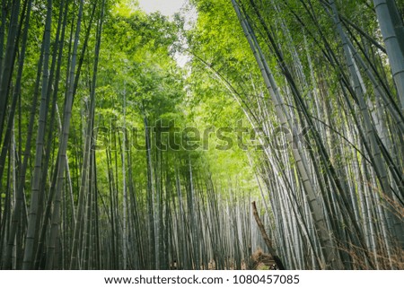 Arashiyama Bamboo Groves in Japan