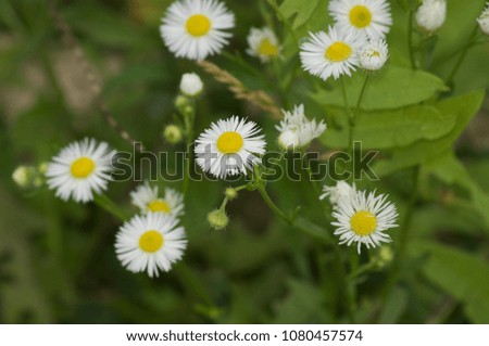 White flowers with yellow centers surrounded by green leaves.