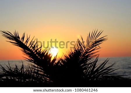 Palm leaves silhouette on the sunset sunlights and sea horizon background. Thr Mediterranean coast. Nobody