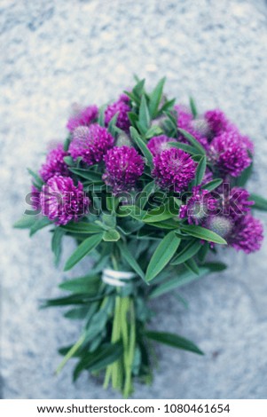 Bouquet of clover on a gray background