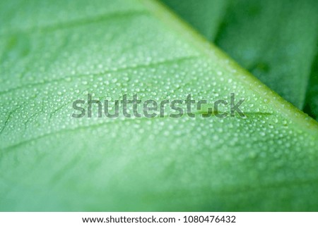  Soft Focus nature background texture  green leaf with water drop.