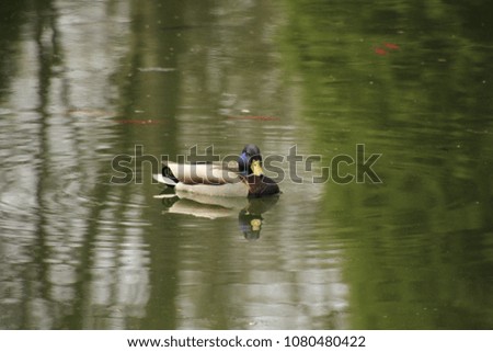 mallard duck pond