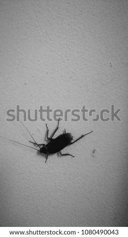 In the night, cockroaches like to go out to eat.