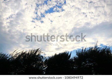 Tree silhouette on blue sky and cloud background. beautiful nature blue sky with trees, Looking up branch on sky background. pictured from Space for text in template. abstract wallpaper. Empty concept