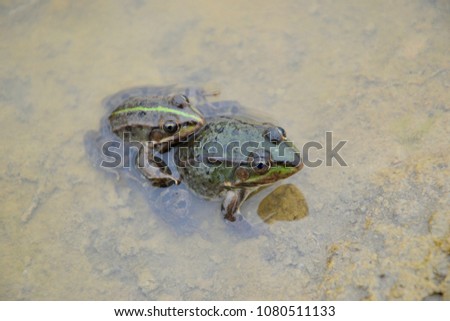 The edible frog (Pelophylax kl. esculentus)