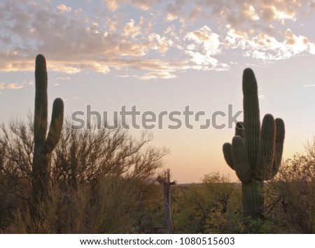Two saguaro cacti with a dead one in the middle of them under a morning sky in Catalina State Park in Arizona